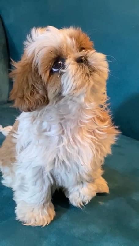 shih tzu / shitzu / shihtzu 6