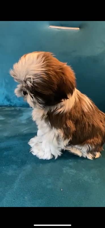 shih tzu / shitzu / shihtzu 9