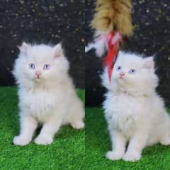 Beautiful Double Coat Persian Kitten