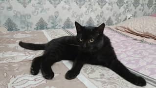 Black Bombay Kitten / Trained / Vaccinated / 4 Months Old