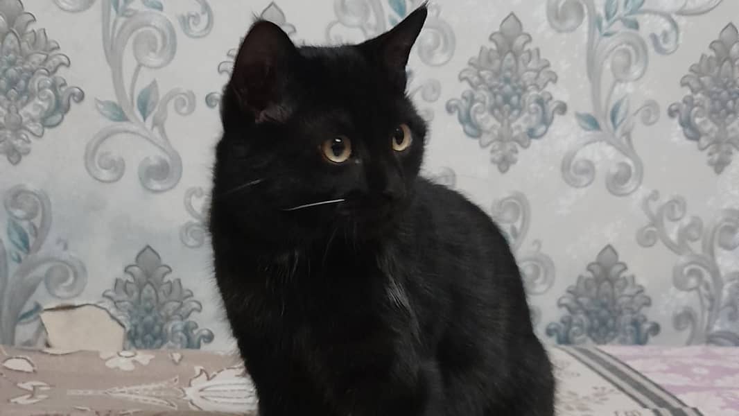 Black Bombay Kitten / Trained / Vaccinated / 4 Months Old 1