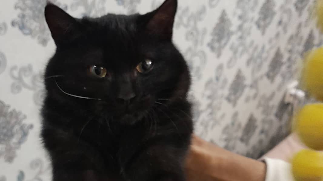 Black Bombay Kitten / Trained / Vaccinated / 4 Months Old 2