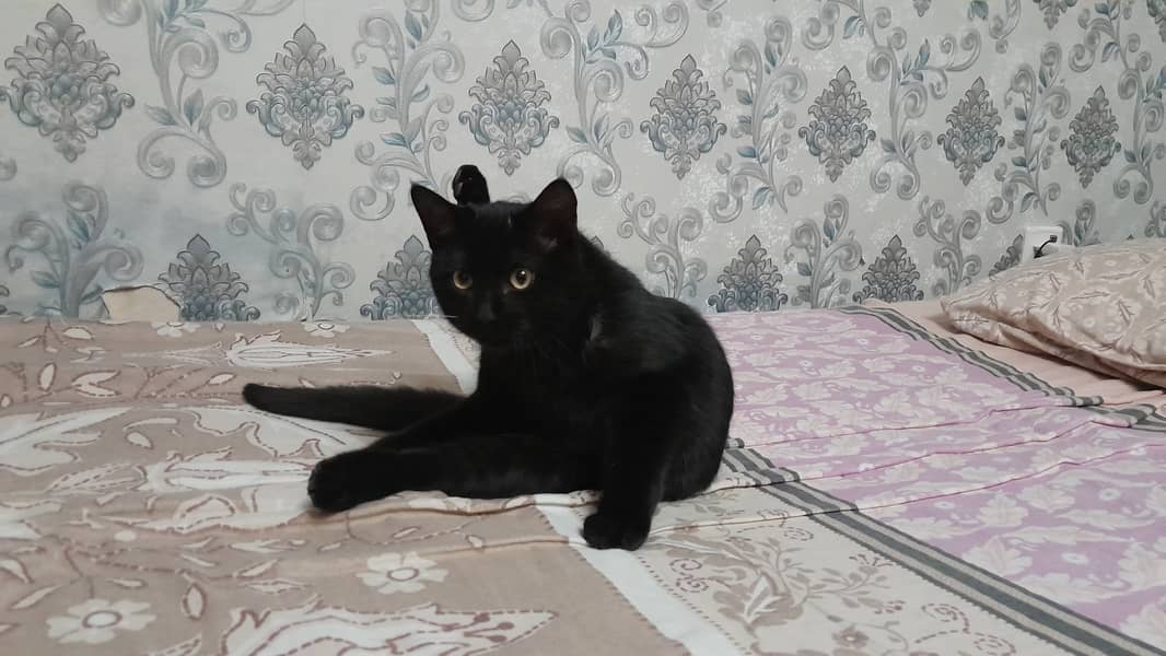 Black Bombay Kitten / Trained / Vaccinated / 4 Months Old 3