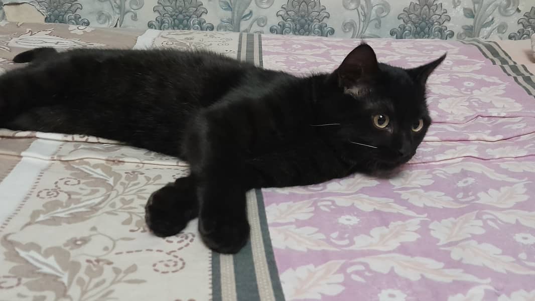 Black Bombay Kitten / Trained / Vaccinated / 4 Months Old 4