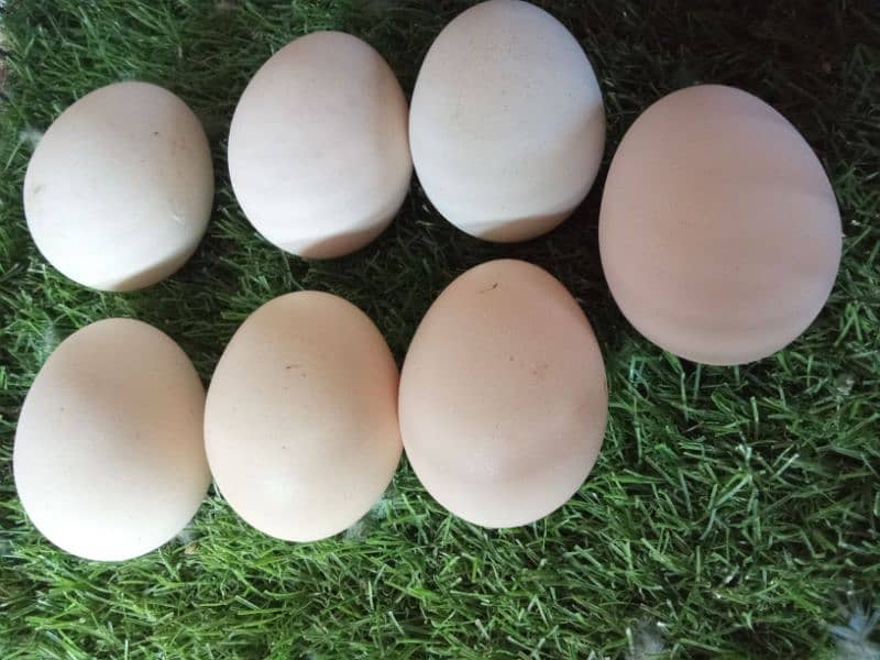 Yokohama Japan breed eggs 03363167963 1