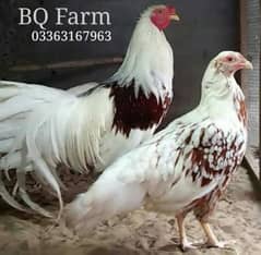 Yokohama Japan breed eggs 03363167963