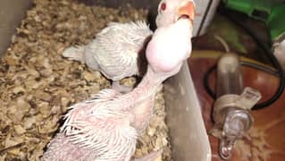 white and green ringneck chicks