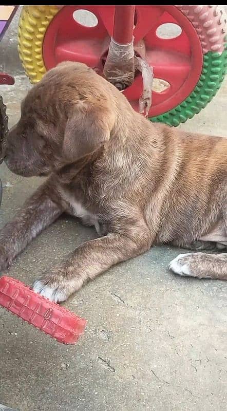 Extreme Quality Pitbull male puppy available 2