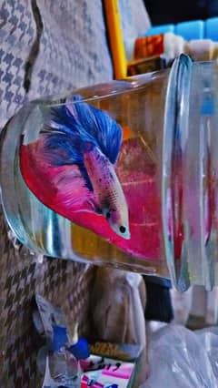 Betta fish and Angel read add