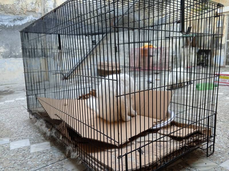 Big 13 kg cage with thick wires for any kind of pets u have 0