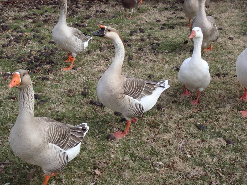 Breeder duck long neck 0