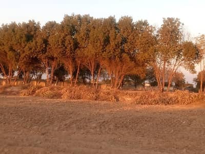 Land for Sale and Rent