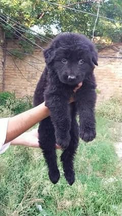 Black shepherd Long coat puppies