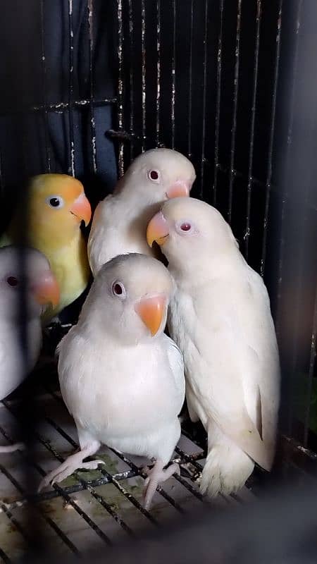 love bird chicks for hand tame & semi tame. 0.3. 2.1. 4.3. 8.2. 9.2.1 6