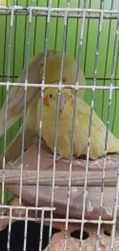 cages piyalia drinker cheeka birds sb chiz hai 8