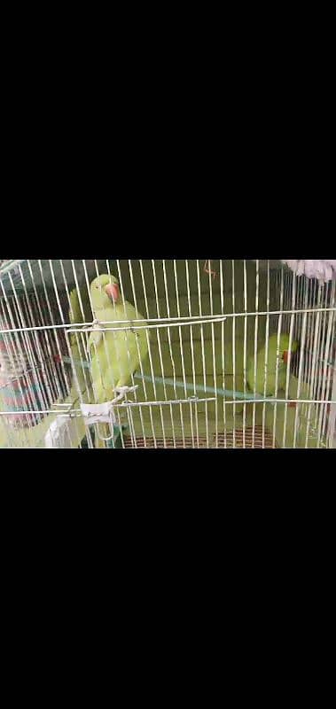 cages piyalia drinker cheeka birds sb chiz hai 10