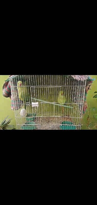 cages piyalia drinker cheeka birds sb chiz hai 13