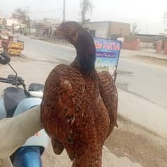 ASEEL mianwali old blad line female for sale