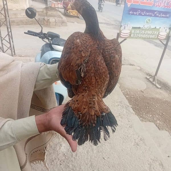 ASEEL mianwali old blad line female for sale 1