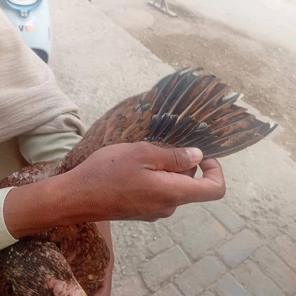 ASEEL mianwali old blad line female for sale 3