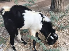 Breeder bakra for sale