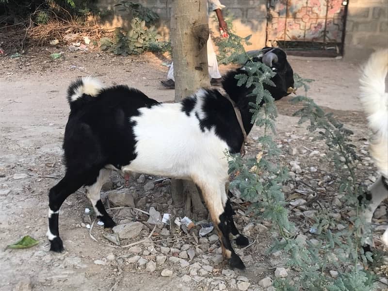 Breeder bakra for sale 1