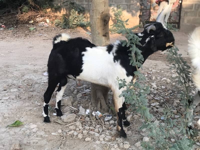 Breeder bakra for sale 2