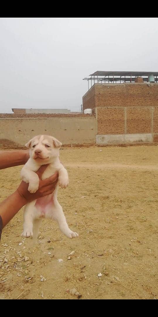 Females husky pups 1