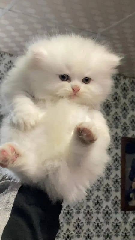 Persian fluffy kitten 0