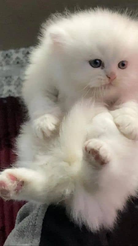 Persian fluffy kitten 1