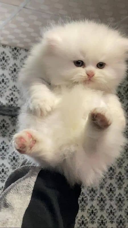 Persian fluffy kitten 2