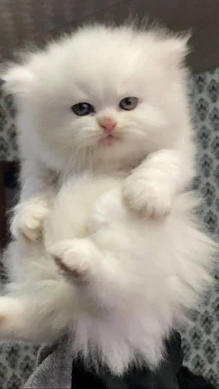 Persian fluffy kitten 3