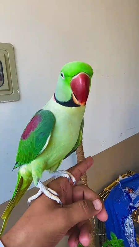 raw parrot for sale My watsap 03167349197 pe rabta kr lain 1