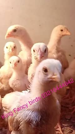 100% pure Shamo Chicks for sale