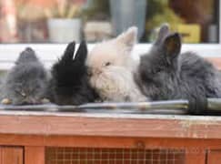 All kind of fancy rabbits available Newzeland, hotot,teddy bear