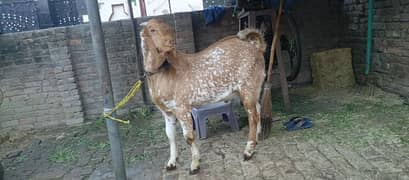 Cheena breeder bakra For Sale 03006179385