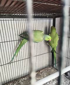 green ring nack breeder pair