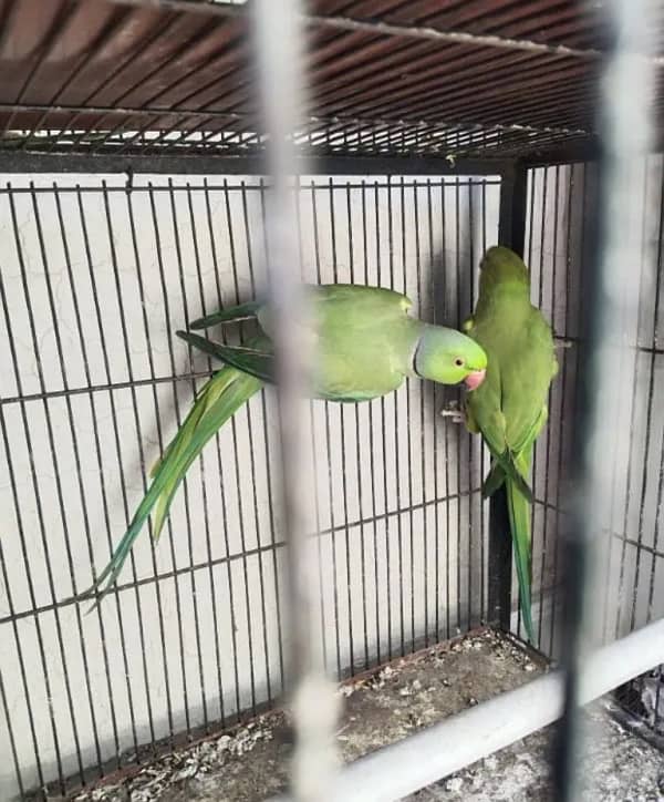 green ring nack breeder pair 0