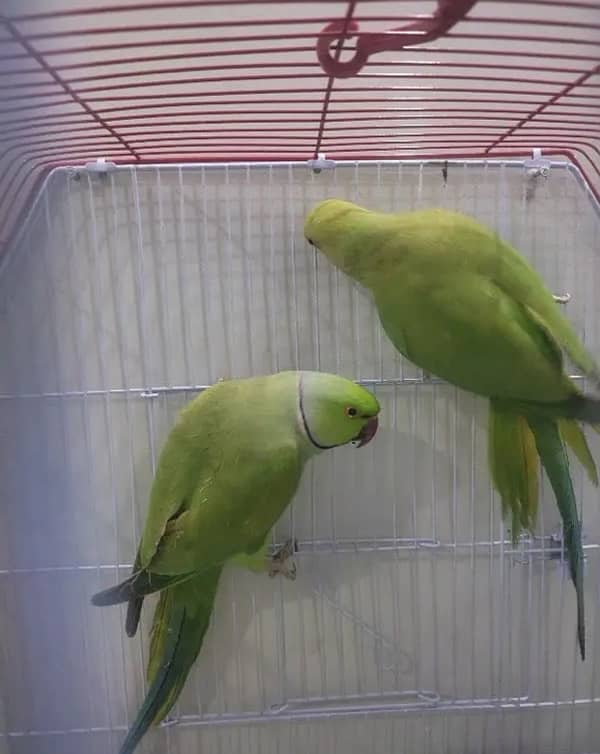 green ring nack breeder pair 1