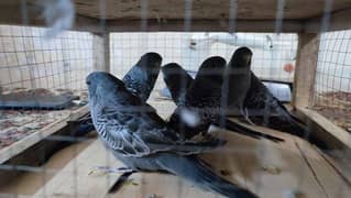 black face black wing quality birds available