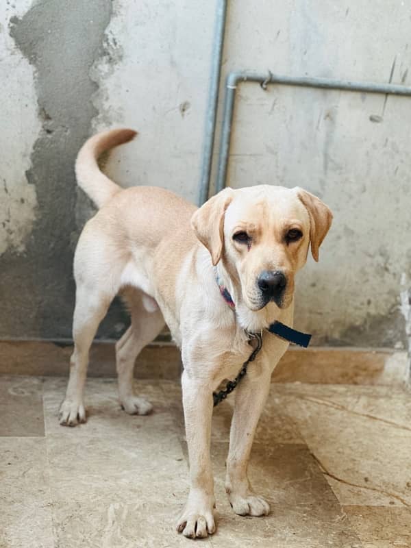 pedigree Labrador for sell 2