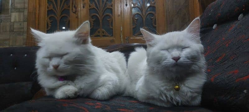 persian white male and female kitten 1