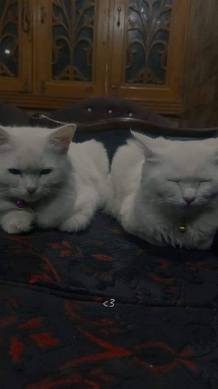 persian white male and female kitten 2