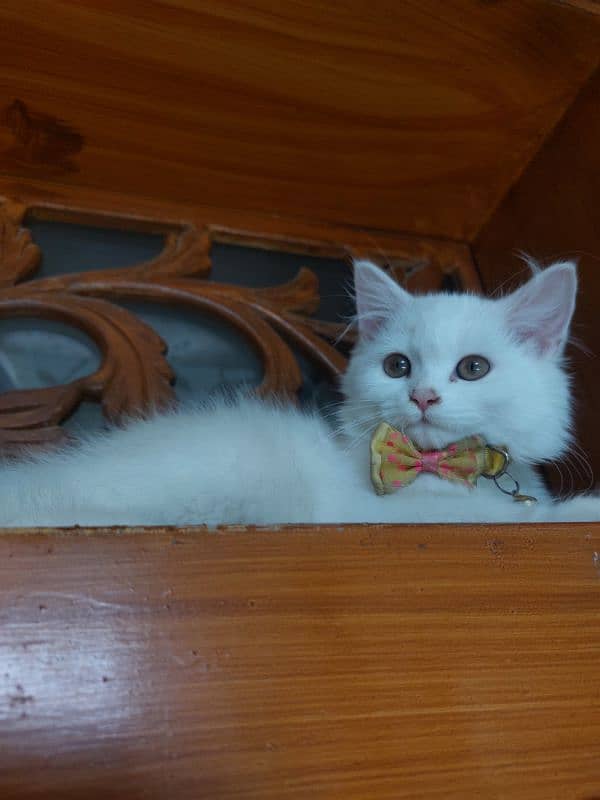 persian white male and female kitten 3