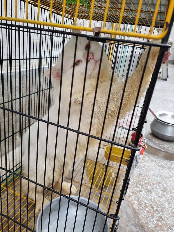 Persian Cat Male 0