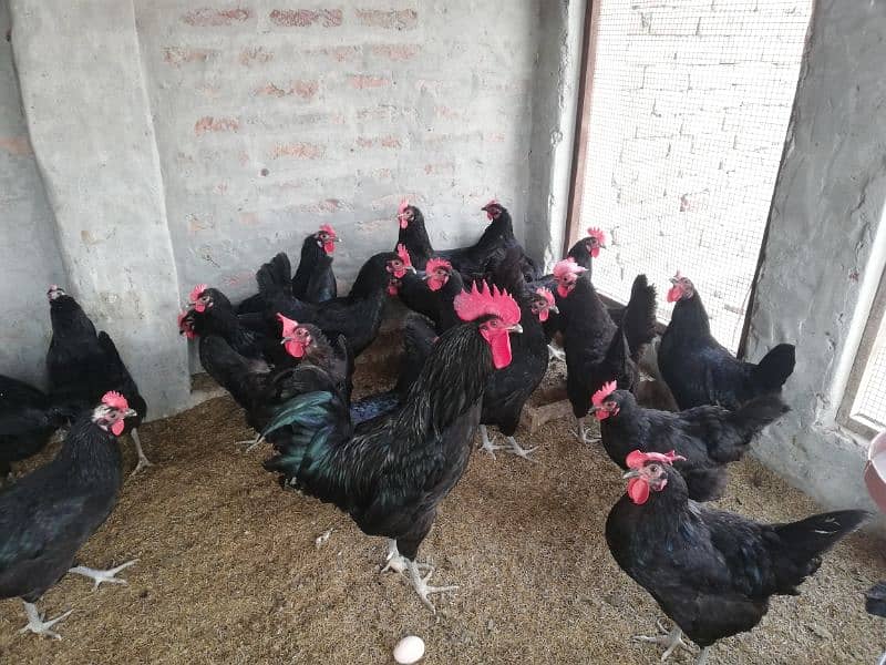 Asterloop hen for sale |asterlooop morghiya 0