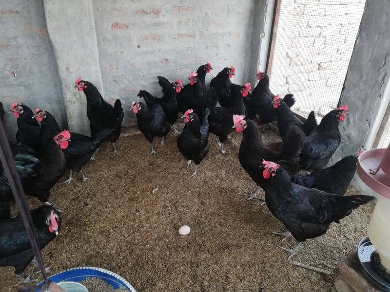 Asterloop hen for sale |asterlooop morghiya 1