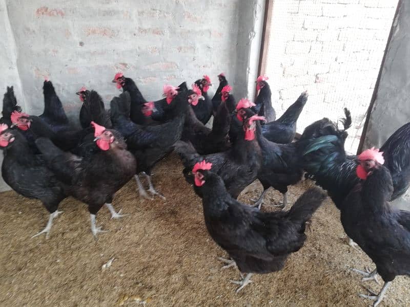 Asterloop hen for sale |asterlooop morghiya 2