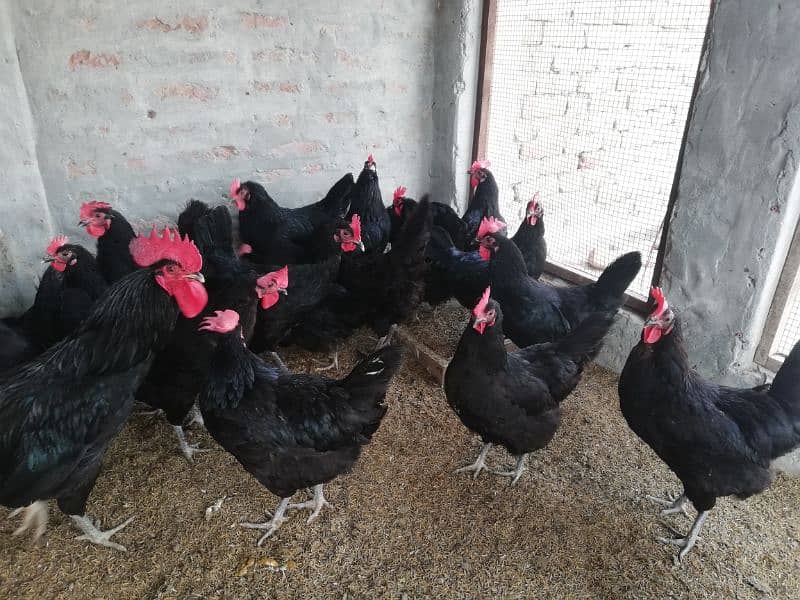 Asterloop hen for sale |asterlooop morghiya 3