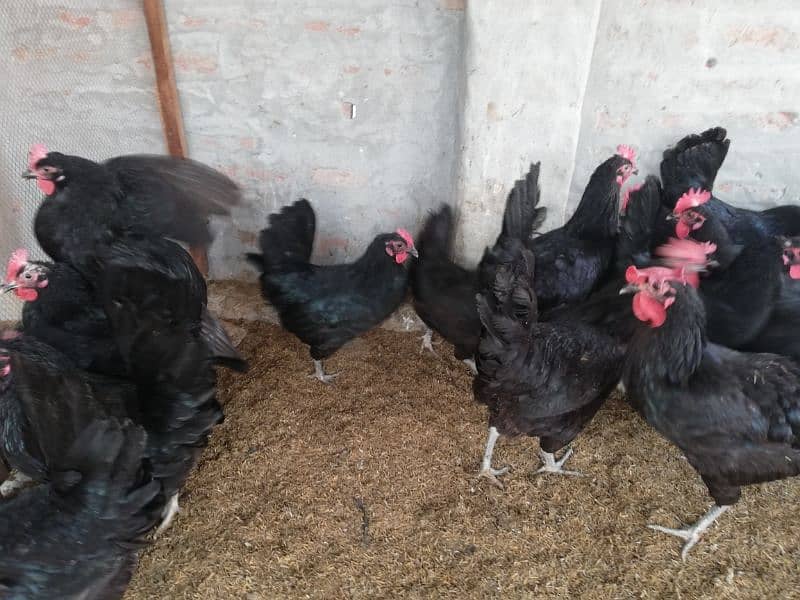 Asterloop hen for sale |asterlooop morghiya 4